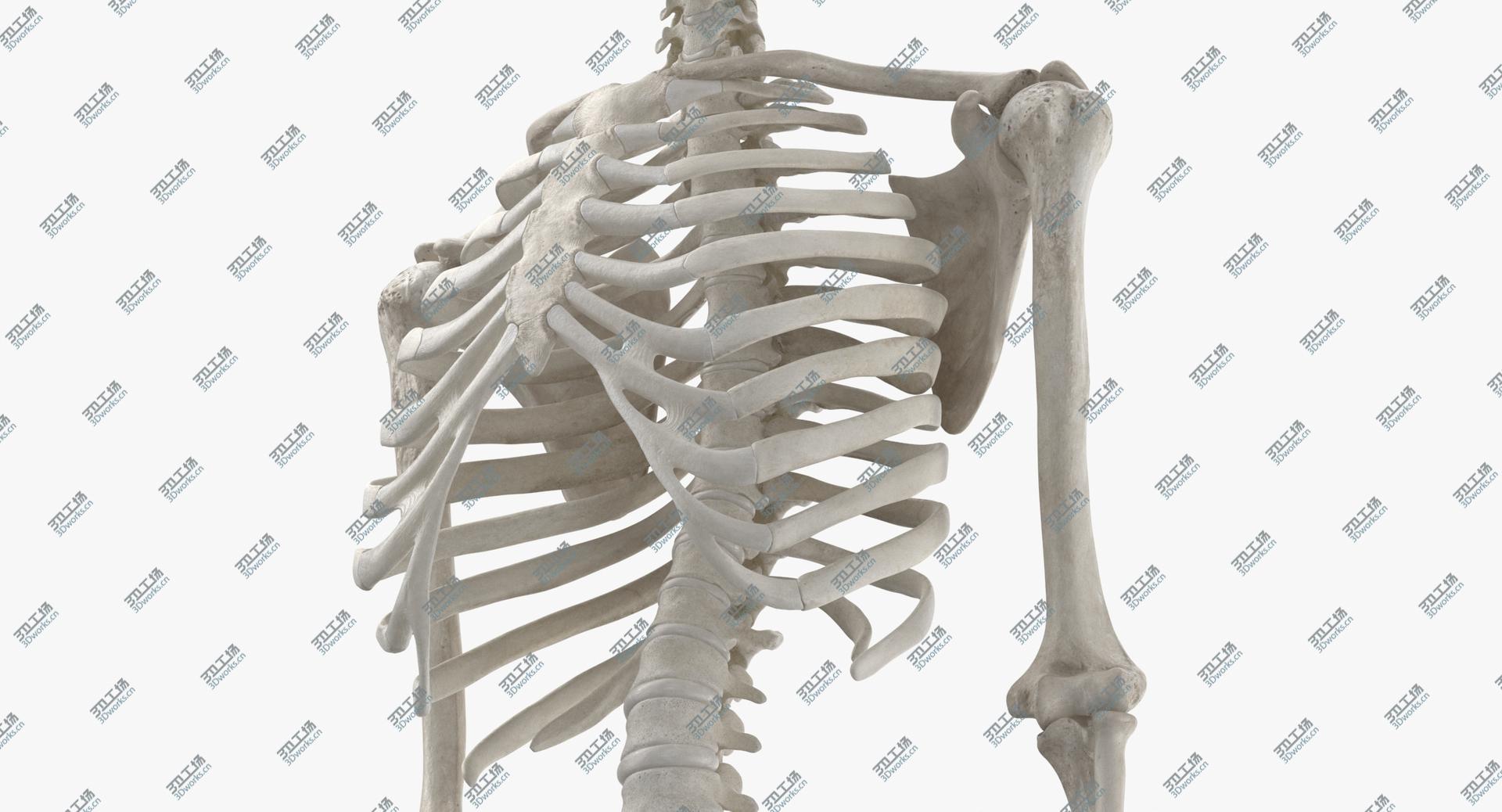 images/goods_img/202104021/3D Real Human Rib Cage Spine Male Skull Calvicle Scapula and Arms Bones Anatomy With Disks White/4.jpg